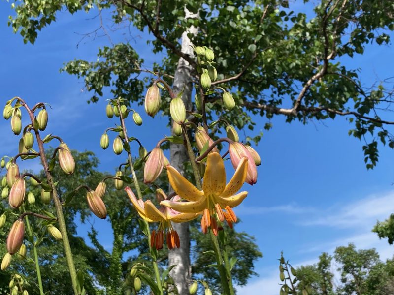 園内の開花情報（6月16日）