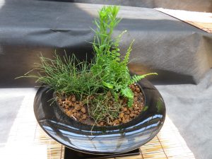ミチノクヒメユリとヒメトクサ、シダの盆栽作品
