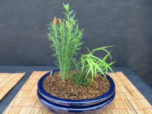 ユリ‘白川’とヒメトクサ、フウチソウの盆栽作品