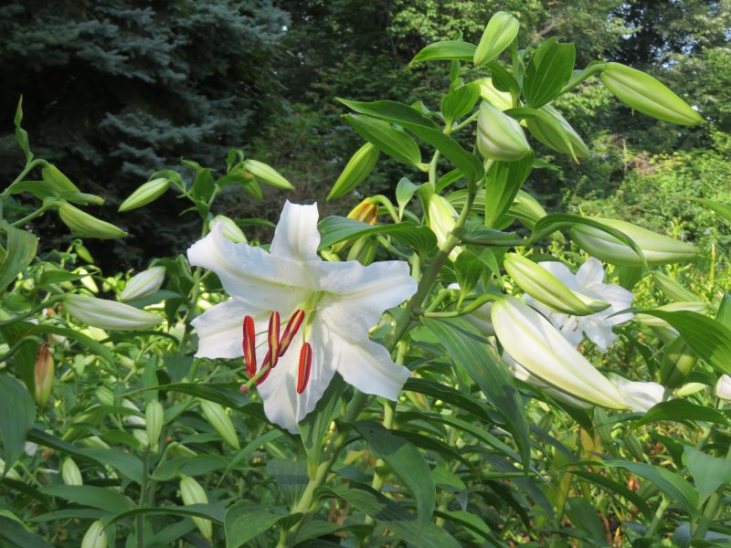 ハス、カサブランカの開花とガーデンショップ情報7月28日