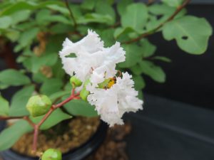 サルスベリの花アップ