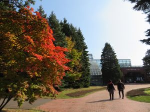 緑のセンター前花壇の紅葉の様子
