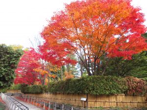 日本庭園石畳の紅葉