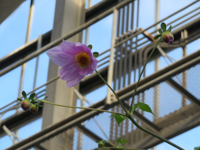 コウテイダリア　開花を始めました