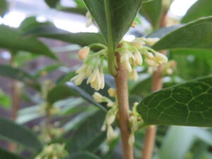 ウスギモクセイの花 