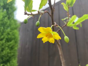 ミッキーマウスの木には黄色い花が開花