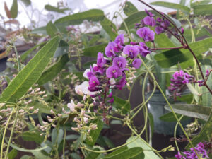 紫色のハーデンベルギア