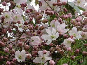 桜色のクレマチス