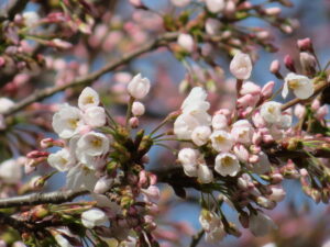 陽に近い高い位置にある枝先では開花中のソメイヨシノ