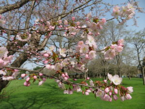 芝生広場の桜のアップ
