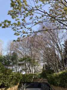 日本庭園のエゾヤマザクラが開花中