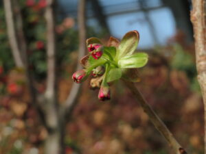 サトザクラ関山の蕾の様子、今にも咲く始めそうです