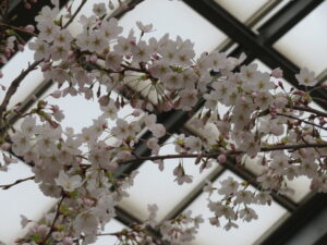 ソメイヨシノの花のアップ 