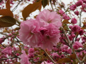 大きく花開いたサトザクラ‘関山’
