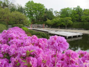 日本庭園のヨドガワツツジ