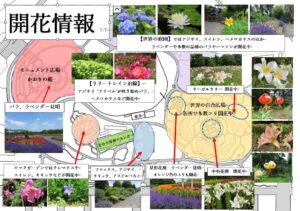 7.7開花情報