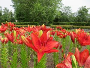 中央花壇では真っ赤なユリ‘カイエン’が開花