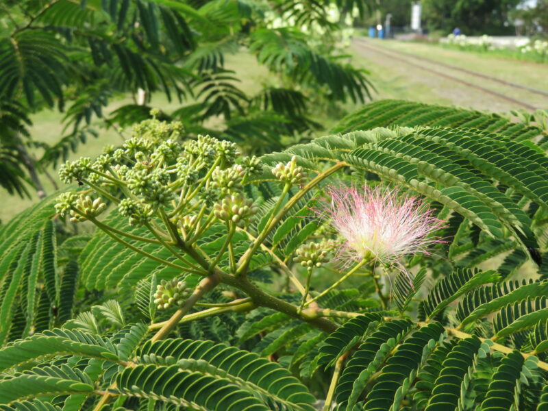 公園の東側ではヘメロカリス、ネムノキ、スモークツリーも開花中（2024年7月17日）