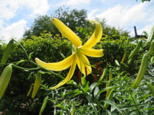 生け垣内で開花中の黄色いユリ‘天の川’