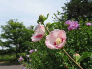 数種類開花を始めたムクゲ