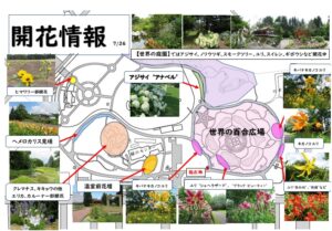 百合が原公園開花情報7月26日