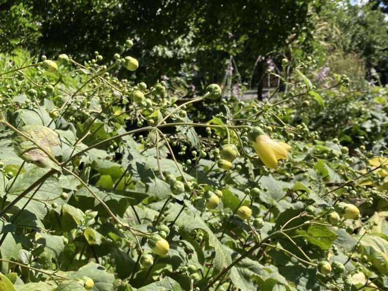 【世界の庭園】でキレンゲショウマ開花しました（2024年8月30日）