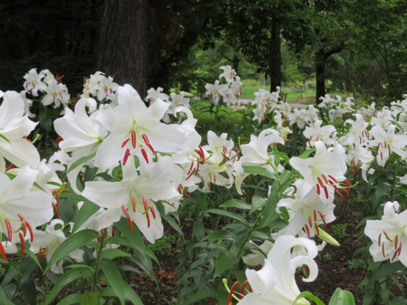 本日の百合が原公園（プレーパークの様子やユリ‘カサブランカ’、ムクゲの開花情報）2024年8月4日