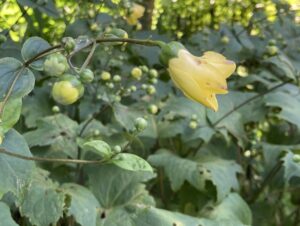 開花したキレンゲショウマのアップ