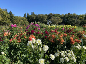 花色豊富なダリアが一面に広がるダリア園