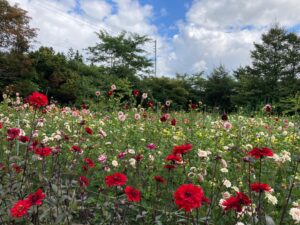 やまき育園芸研究所のダリア畑