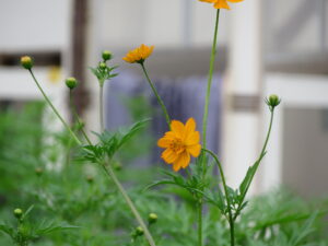 駅舎前の花壇でキバナコスモス