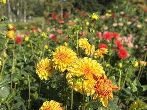 見頃を迎えたダリア園（今年度は10.20まで観賞できる）