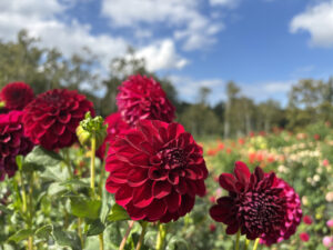 真紅のダリア