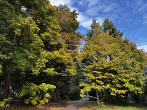 大温室横で色づく木々の葉