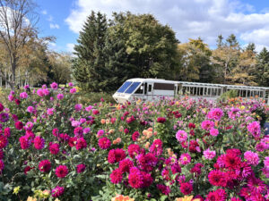 ダリア園横を通過するリリートレイン 