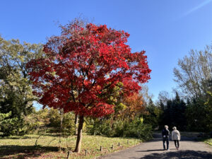 真っ赤に色づく紅葉