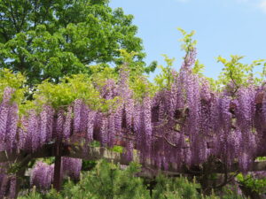 5月下旬のふじ棚