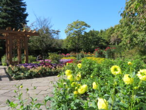 ダリアが咲き進むポートランド庭園