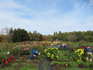 ダリア園刈り取り作業中