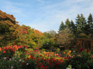 ポートランド庭園のダリアと背景の紅葉