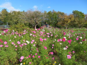 遊具広場前の花壇ではコスモス