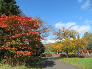 遊具広場の踏切付近の紅葉