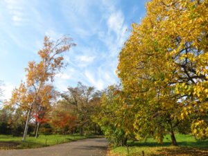 世界の百合広場の紅葉