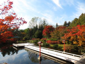 本日の日本庭園の様子