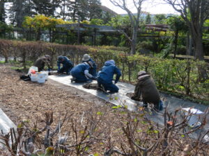 ユリの球根植え込み