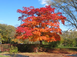 百合広場の紅葉