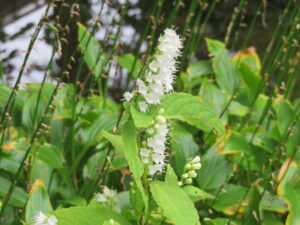 百合が原公園の植物シモバシラの花の様子10.3