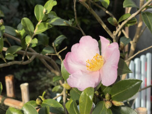 サザンカ系‘肥後桜’