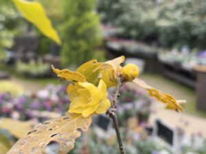 ソシンロウバイの花のアップ