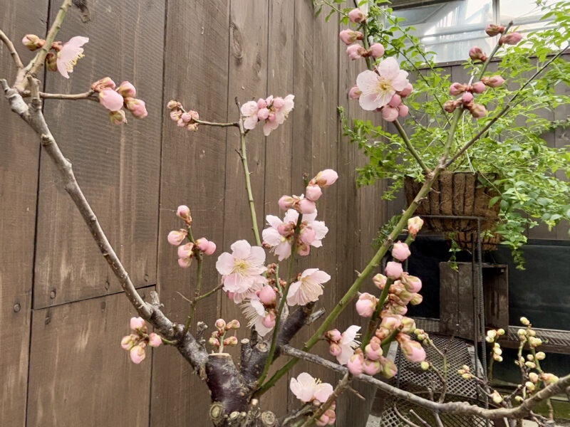 緑のセンター開花情報（2025年1月25日）